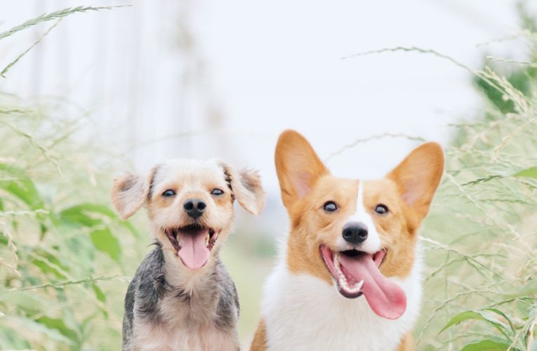 Preventing Home Dog Fights in Crowley