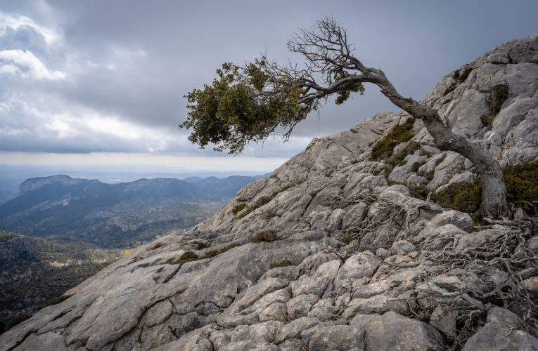 Crowley: The Importance of Resilience in Overcoming Trauma